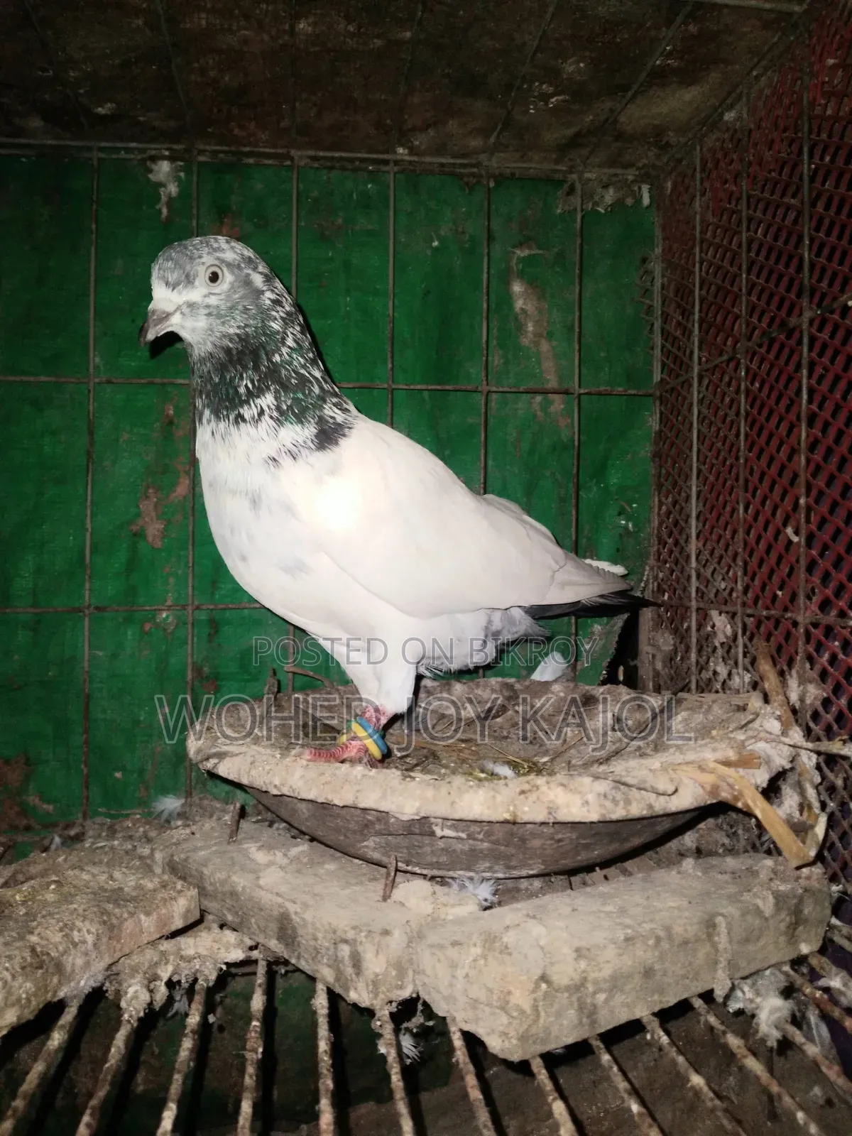হাই ফেলার নর কবুতর