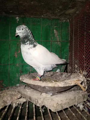 হাই ফেলার নর কবুতর
