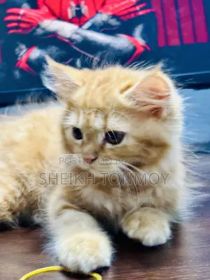 ১-৩ মাসের ফিমেল পিওরব্রেড পার্সিয়ান