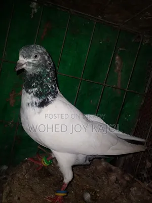 হাই ফেলার নর কবুতর
