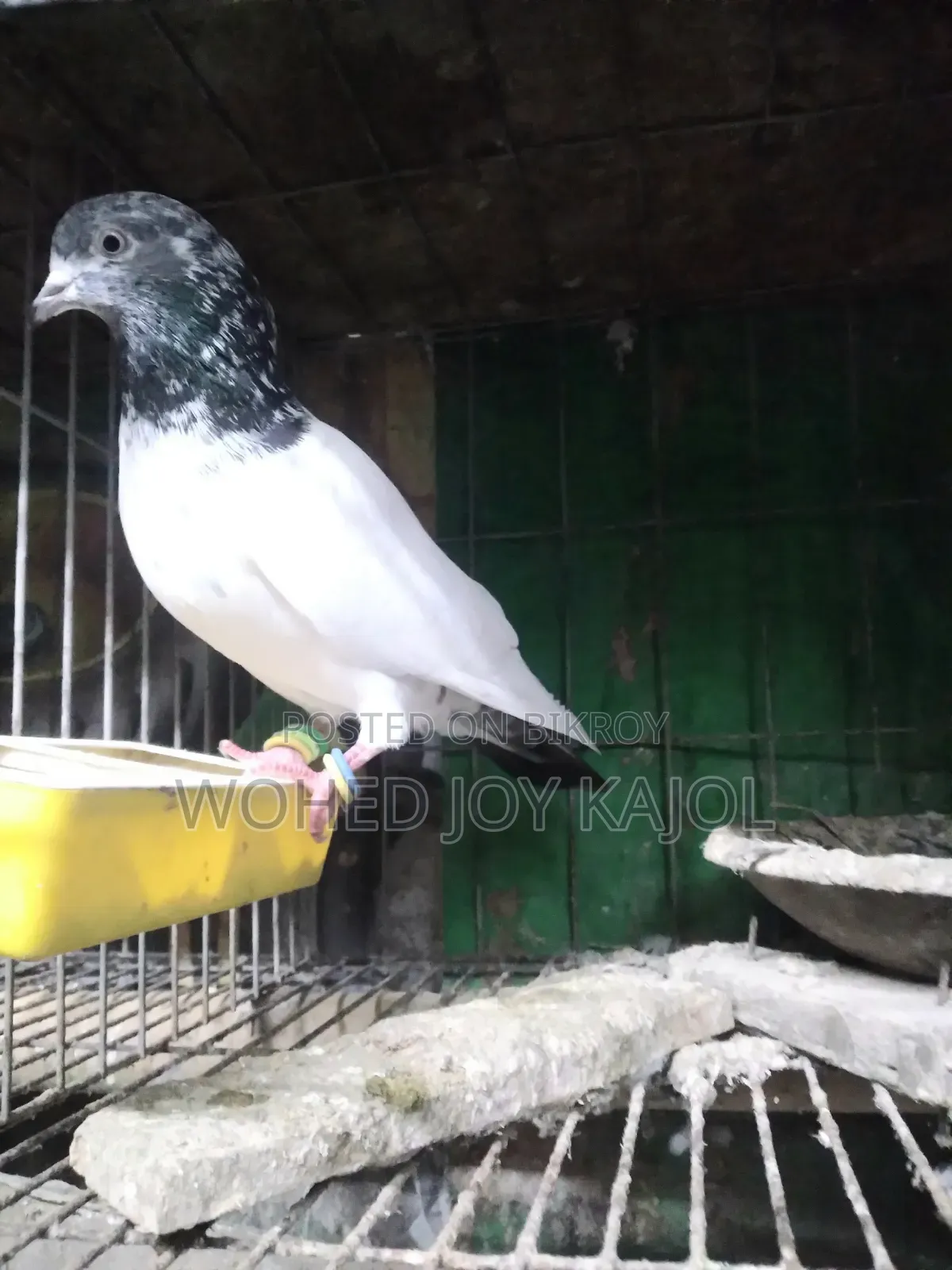 হাই ফেলার নর কবুতর