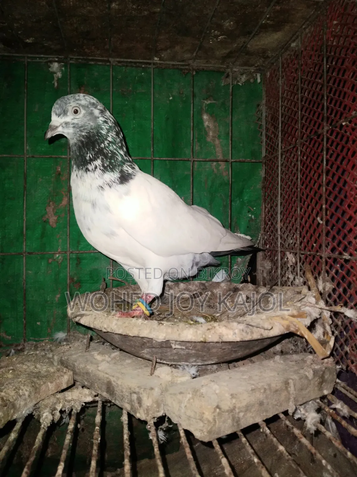 হাই ফেলার নর কবুতর