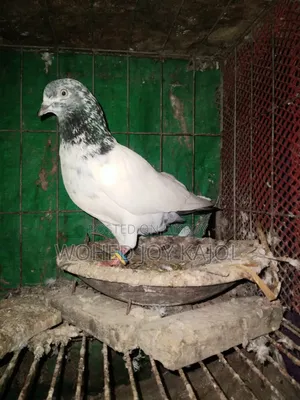 হাই ফেলার নর কবুতর