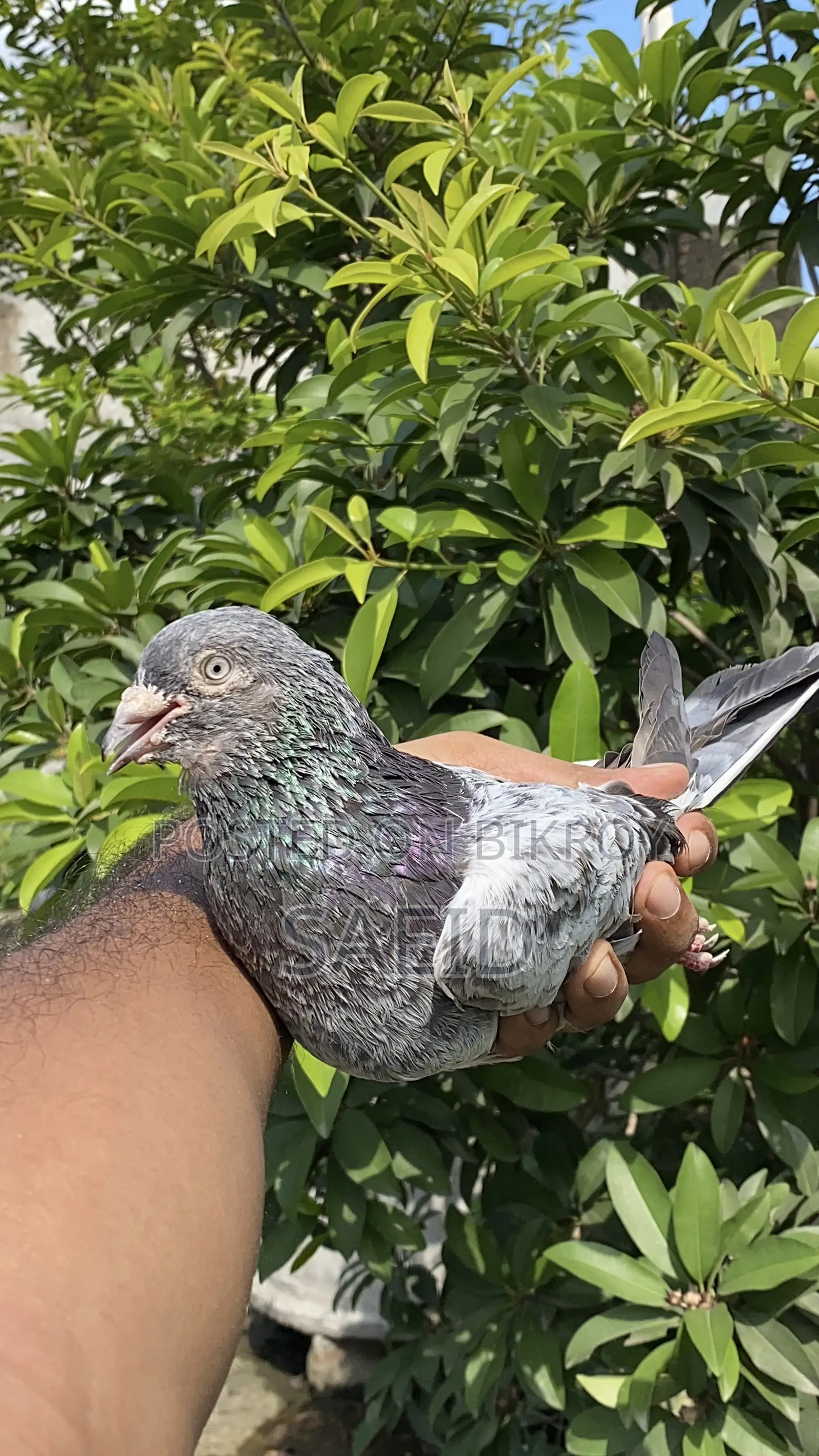 Silver Nor