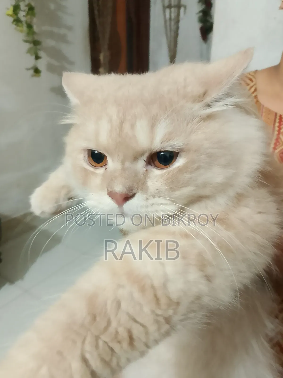 ৩-৬ মাসের নর বিশুদ্ধ পার্সিয়ান