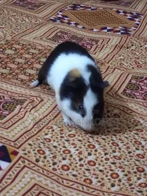 Gini Pig Female Adalt