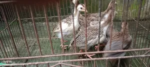 Guineafowl Chick