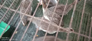 Guineafowl Chick