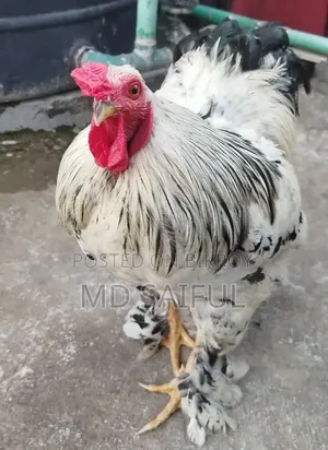 Light Brahma