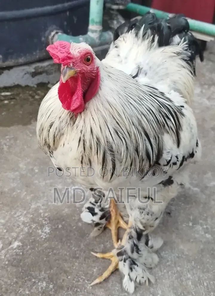 Light Brahma