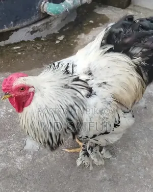 Light Brahma