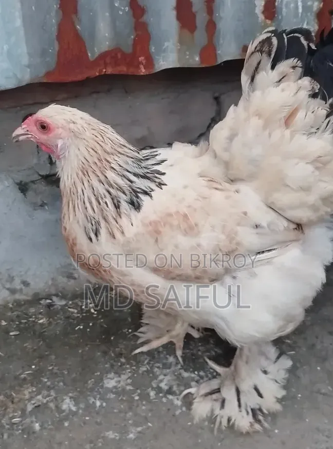 Light Brahma