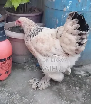 Light Brahma