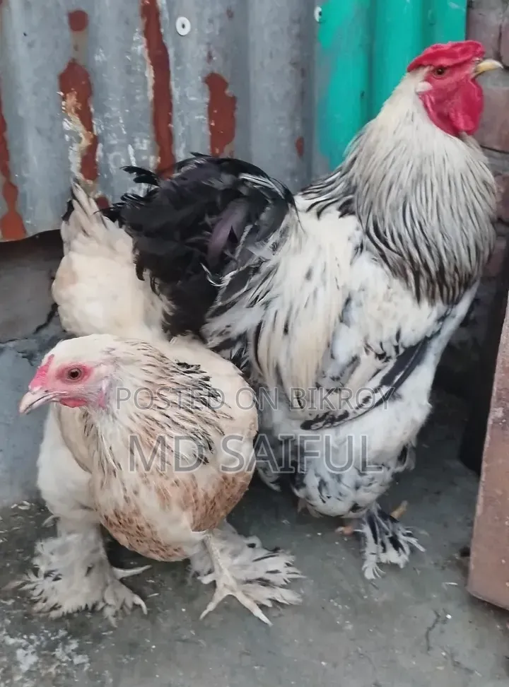 Light Brahma