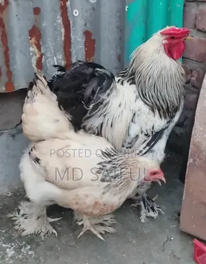 Light Brahma