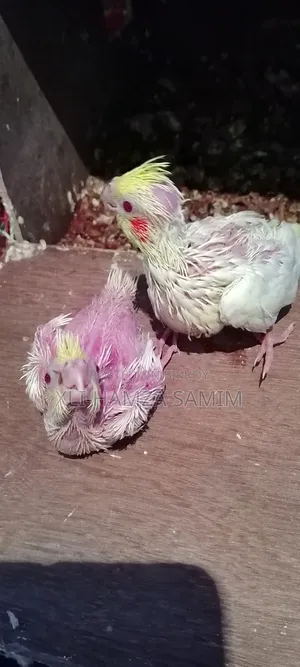 ককাটেল পাখি