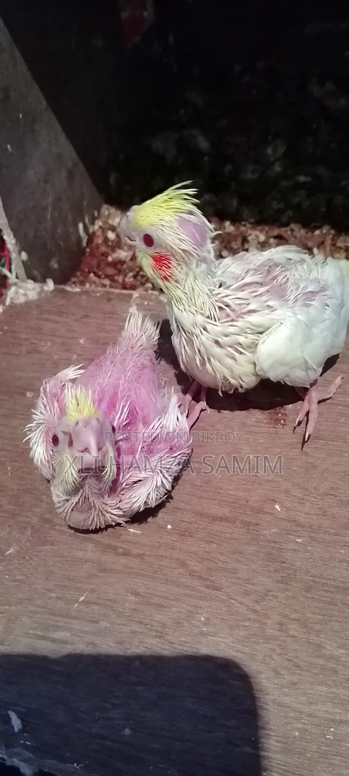 Cockatiel Bird