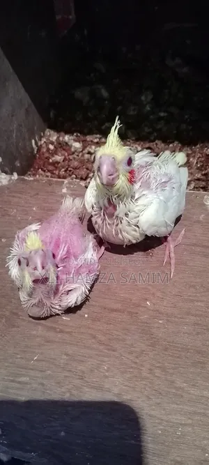 Cockatiel Bird