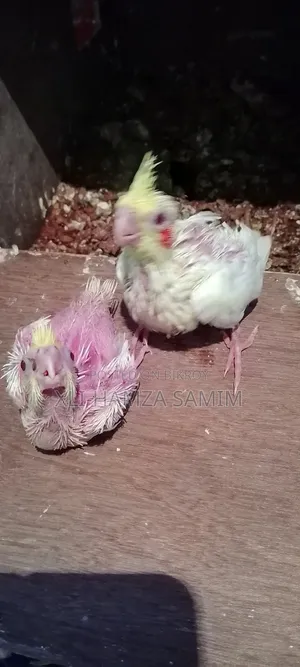 Cockatiel Bird