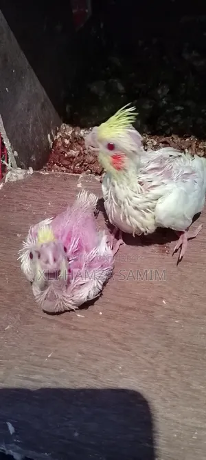 Cockatiel Bird
