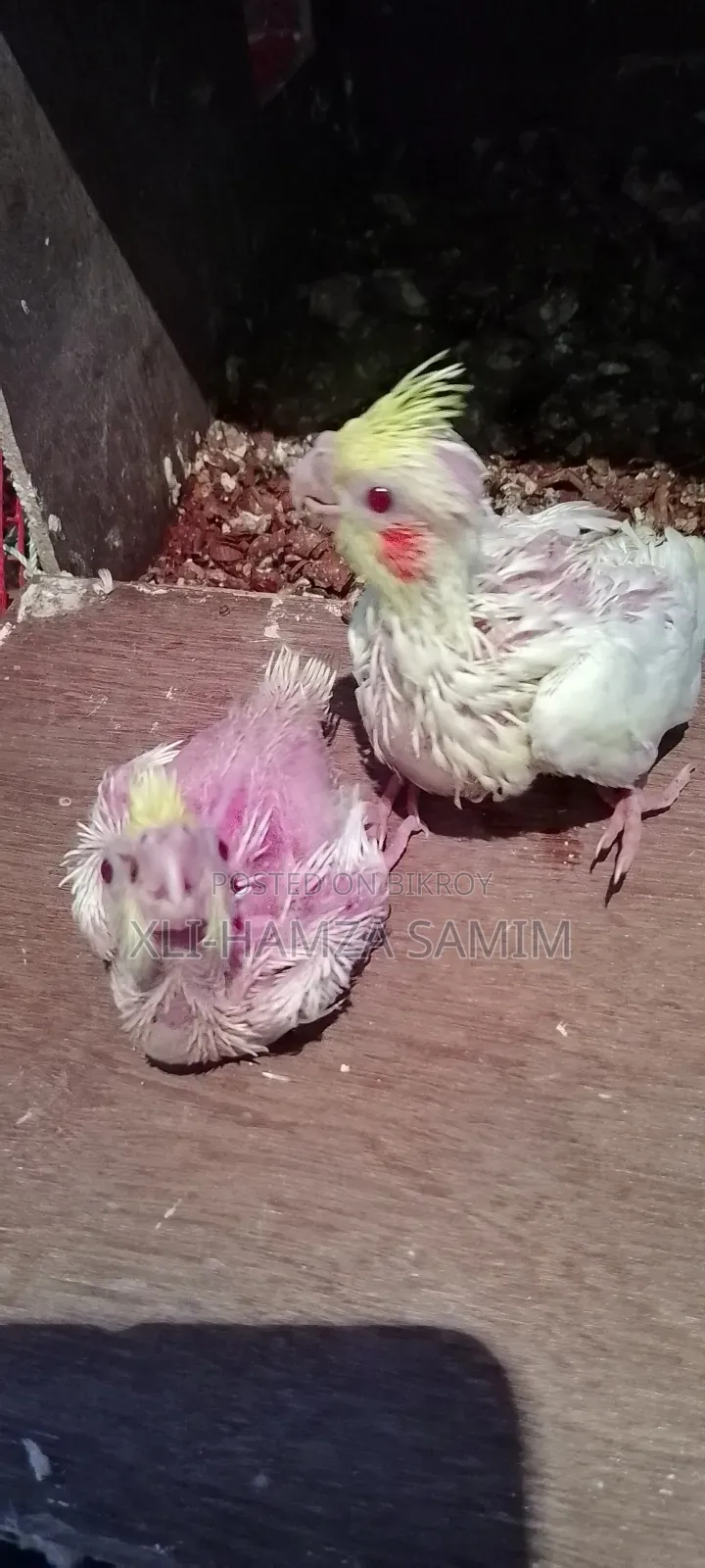 Cockatiel Bird
