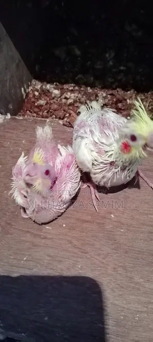 Cockatiel Bird