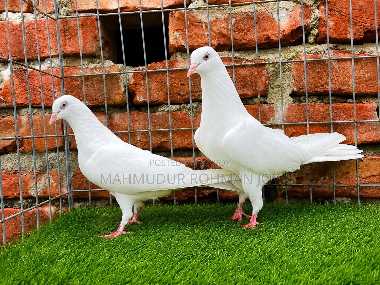 ভালো জাতের কিছু কবুতর ১০০০ এর উপরে দাম
