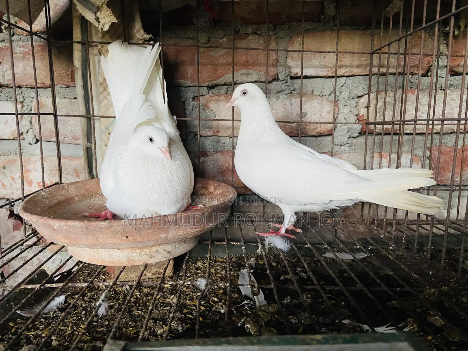 ভালো জাতের কিছু কবুতর ১০০০ এর উপরে দাম