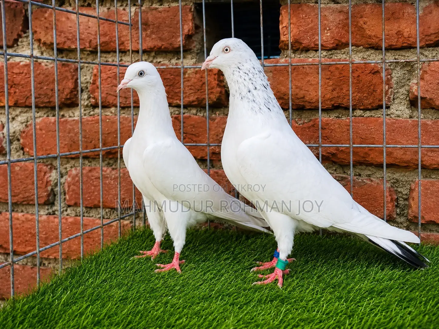 ভালো জাতের কিছু কবুতর ১০০০ এর উপরে দাম