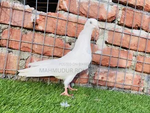 ভালো জাতের কিছু কবুতর ১০০০ এর উপরে দাম