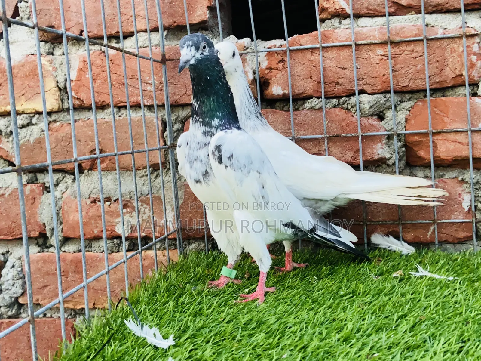 ভালো জাতের কিছু কবুতর ১০০০ এর উপরে দাম