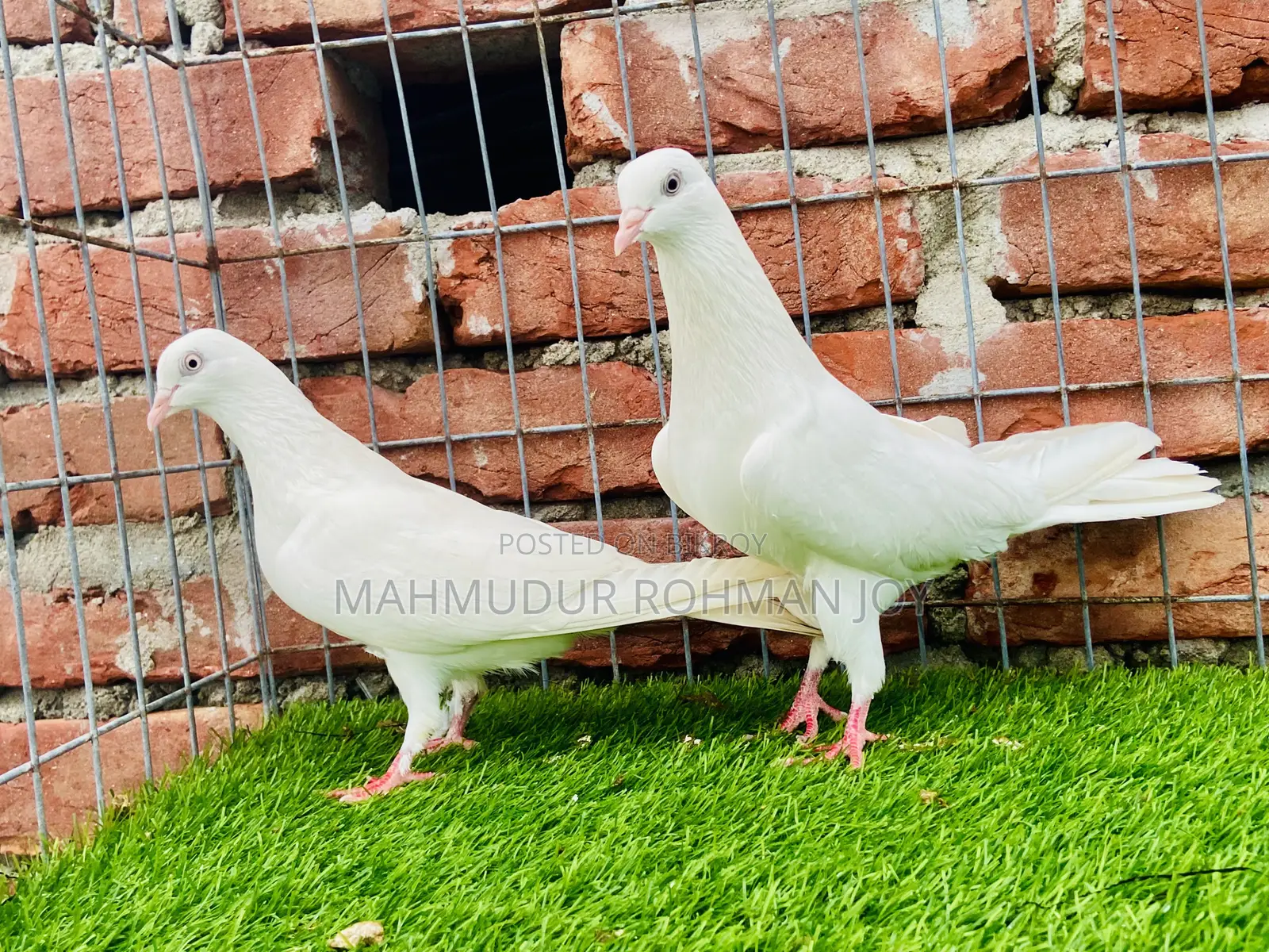 ভালো জাতের কিছু কবুতর ১০০০ এর উপরে দাম