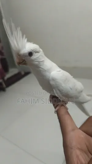 Cockatiel Bird
