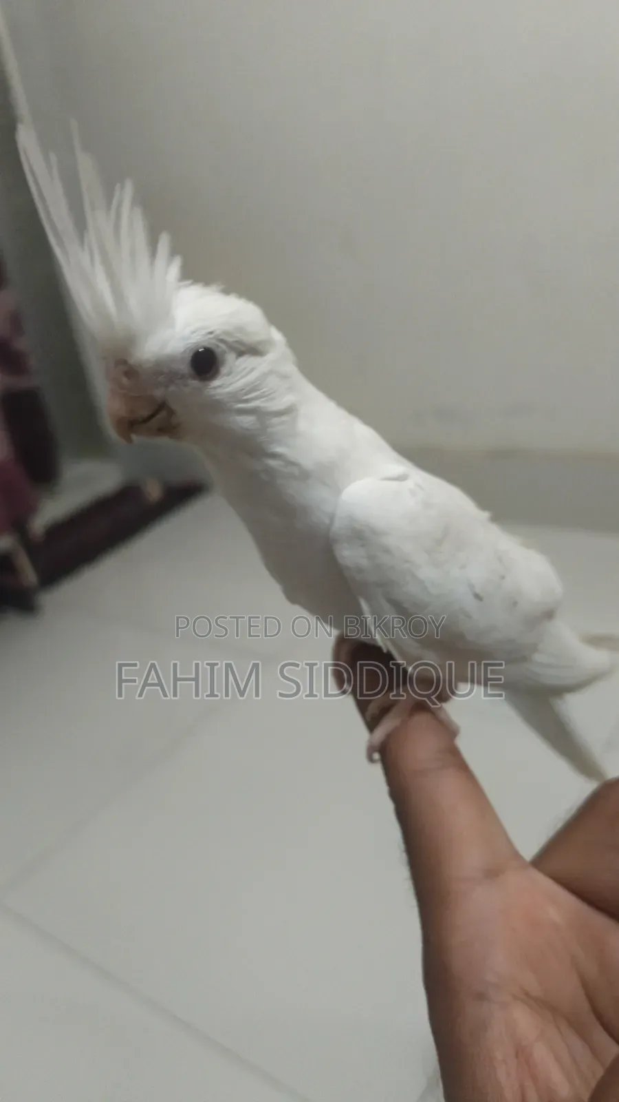 Cockatiel Bird