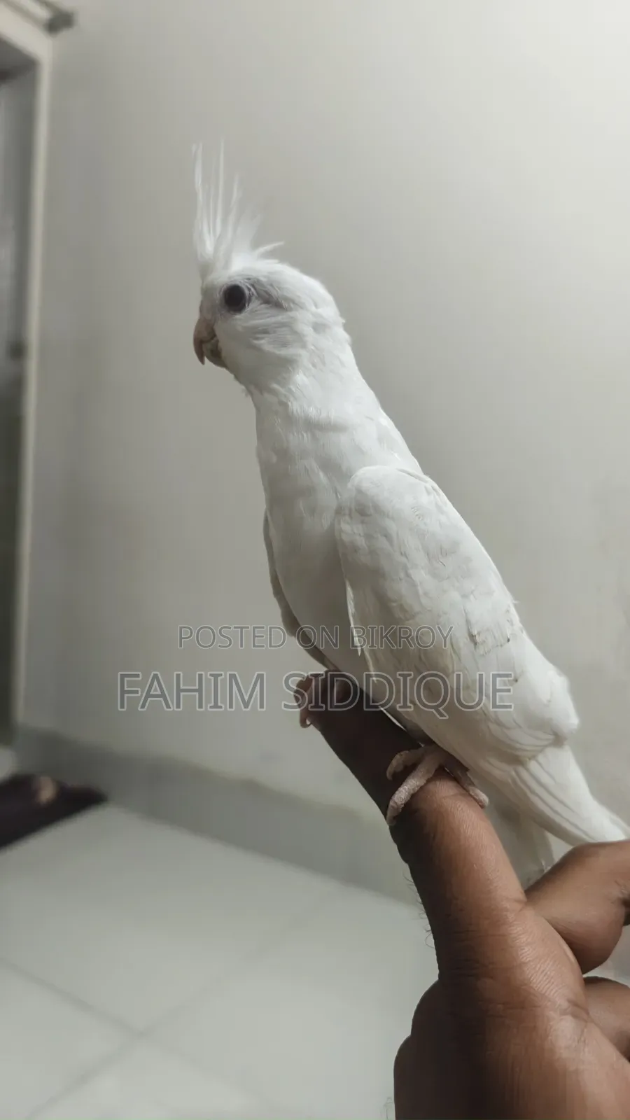Cockatiel Bird