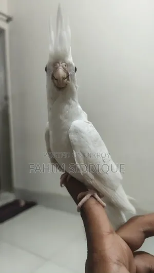 Cockatiel Bird