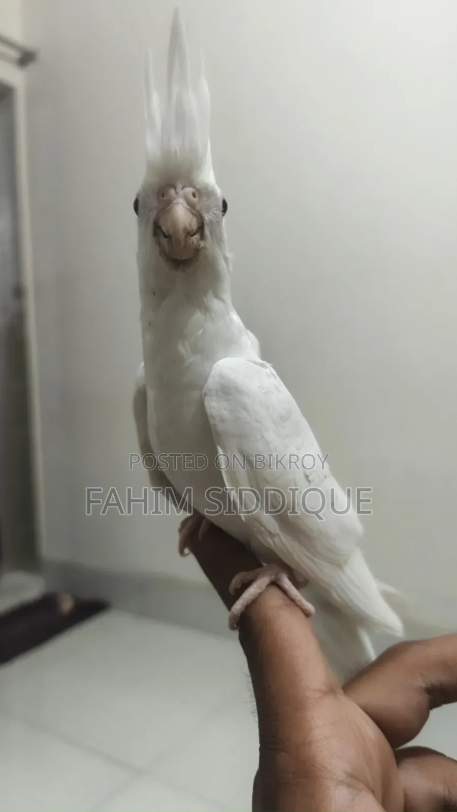 Cockatiel Bird