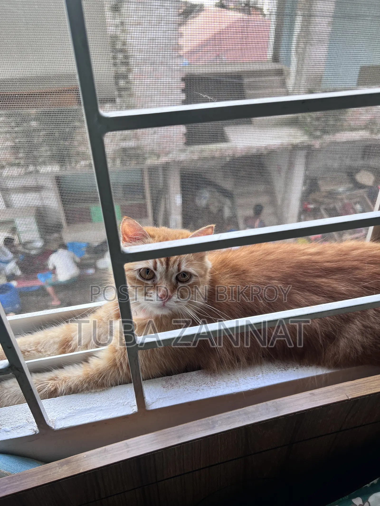 ৬-১২ মাসের ফিমেল পিউরব্রেড পার্সিয়ান