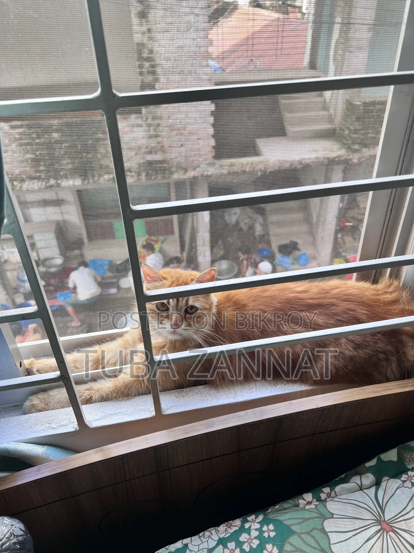 ৬-১২ মাসের ফিমেল পিউরব্রেড পার্সিয়ান