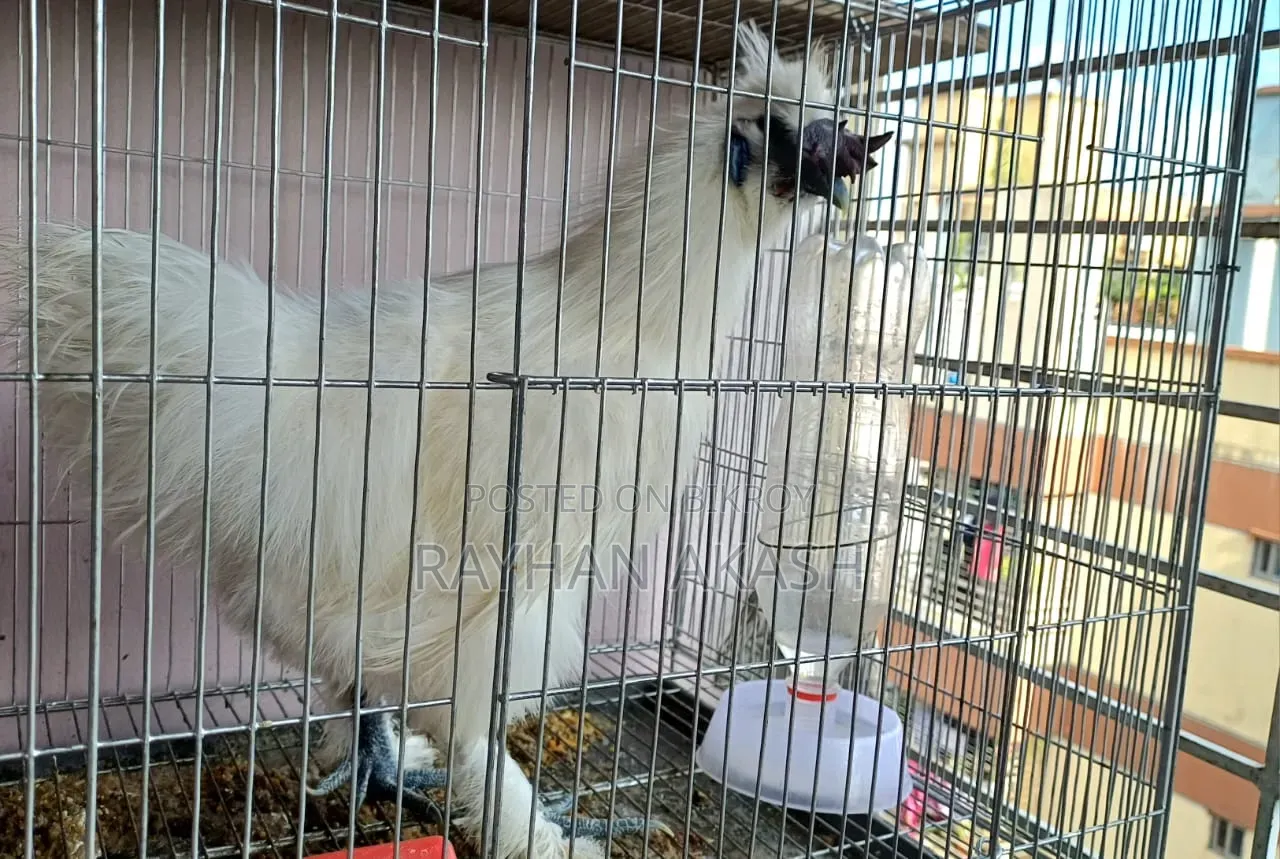 Pet chicken