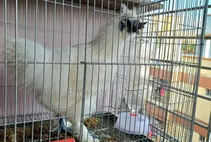Pet chicken