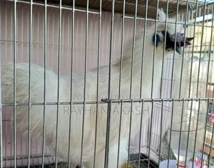 Pet chicken