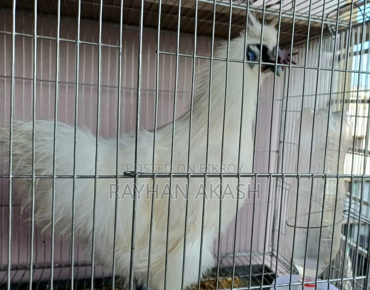 Pet chicken