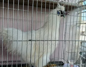 Pet chicken