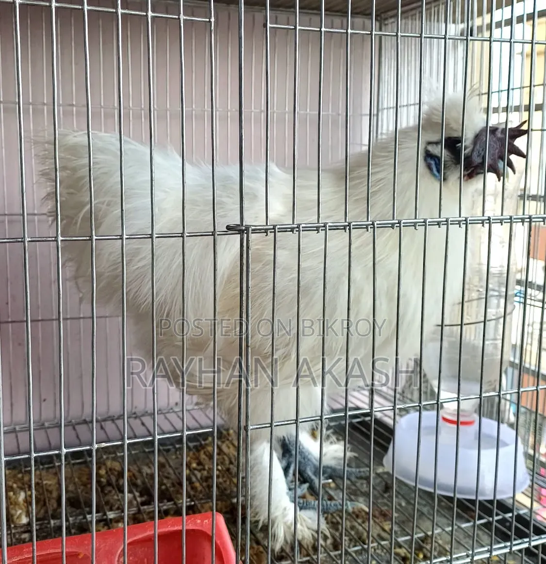 Pet chicken