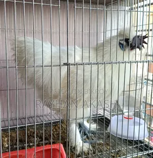 Pet chicken