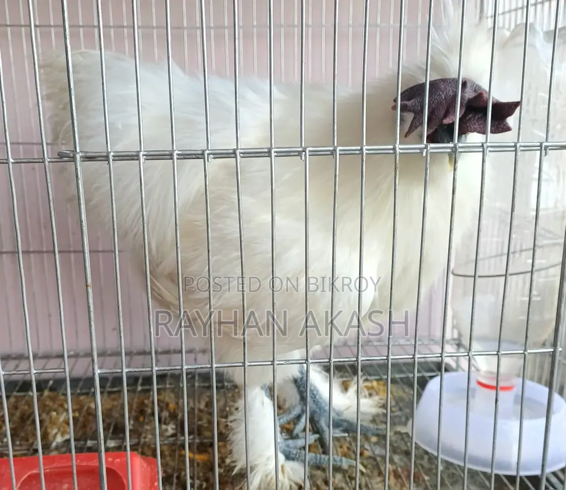 Pet chicken