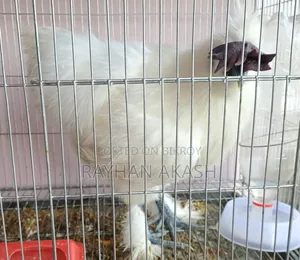 Pet chicken