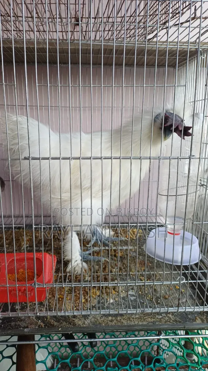 Pet chicken