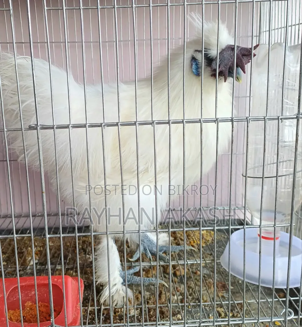 Pet chicken
